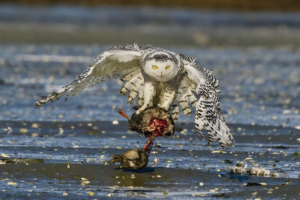 SnowyOwlAmericanBlackDuck.jpg by Chuck Homler d/b/a Focus on Wildlife is licensed under CC BY-SA 3.0